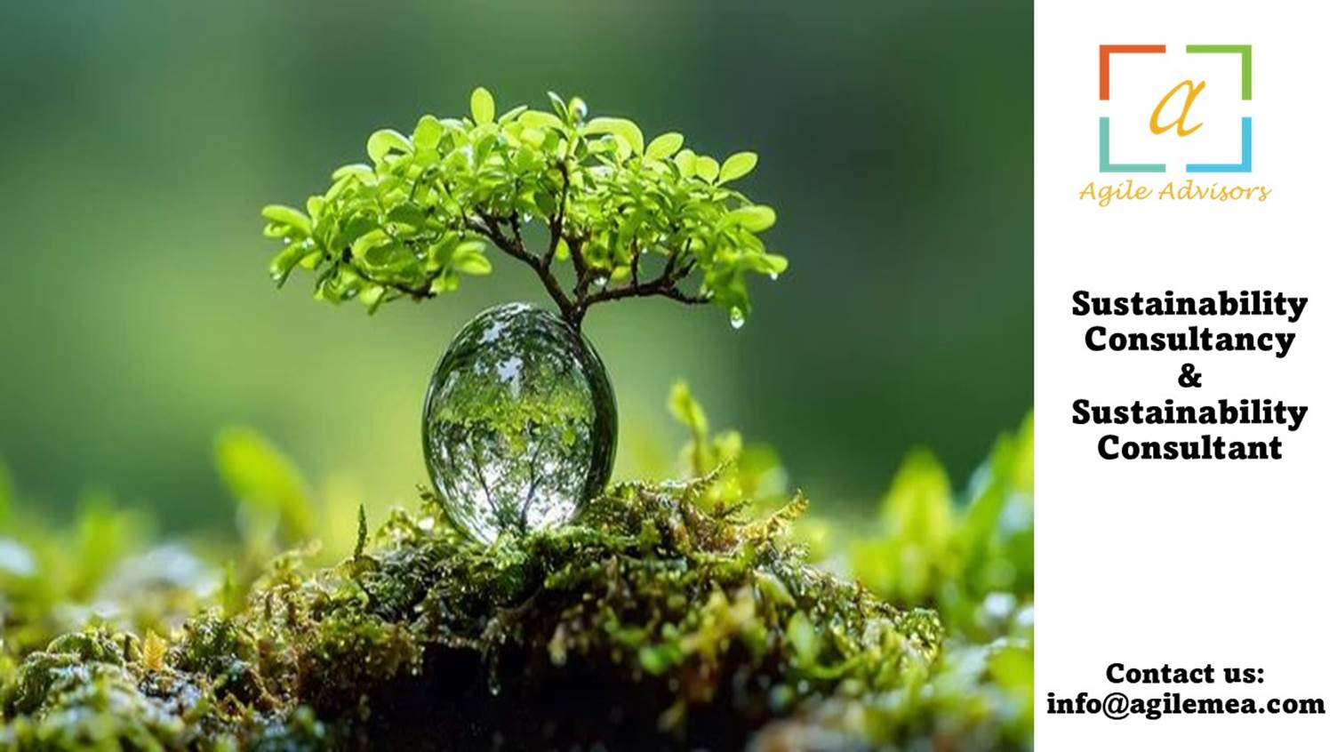 A tree growing out of a glass ballAI-generated content may be incorrect.