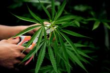 weed cannabis