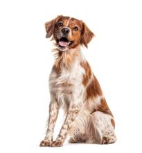 pet care