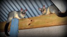 possums