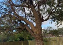 best landscaping services
