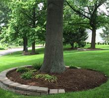 Tree Services