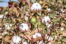 best hybrid cotton seeds in india