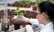  Importance of Plant breeding 