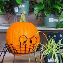 Pumpkin