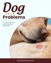 Dog Skin Problems: Common Issues and Preventive Measures