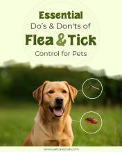 Essential Do's and Don'ts of Flea and Tick Control for Pets