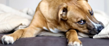Dog Training North Wales