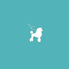 Poodle Breeders