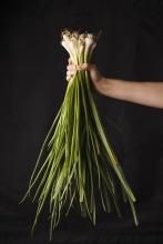 How To Grow Onion Transplants in Your East Bay Garden