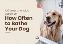 How Often Should You Bathe Your Dog? Simple Guide for Pet Parents