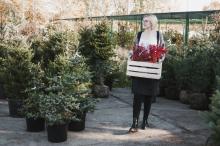 Locally Grown Christmas Trees