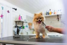 Dog Grooming in Noida