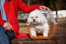 Dog Hostel in Ahmedabad