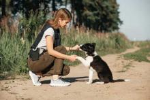 Dog Training in Noida