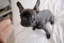 Chocolate Fawn French Bulldog 