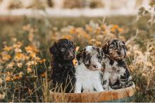 Trained Doodle Puppy