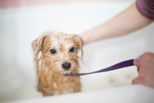 Dog Grooming in Nagpur