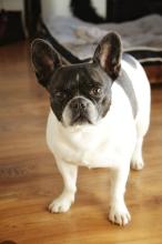 AKC French Bulldog