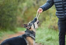 Dog Trainer in Ajmer