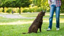 Dog Trainer in Visakhapatnam