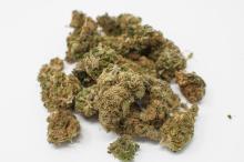  Buy Weed Online Alberta
