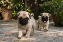 Pug Puppies for Sale in Hyderabad