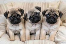 Pug Puppies for Sale in Mumbai