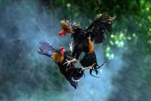 Chicken Fight Betting