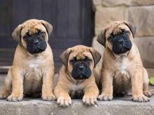 Bullmastiff Puppies for Sale in Hyderabad