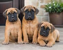 Bullmastiff Puppies for Sale in Kolkata