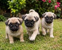 Pug Puppies for Sale in Bangalore