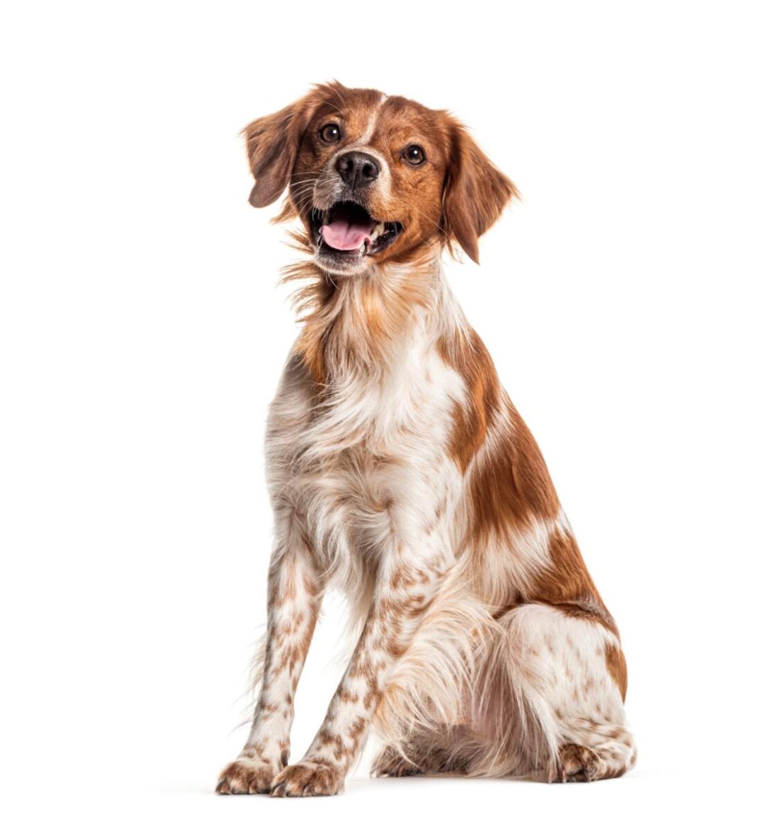 pet care