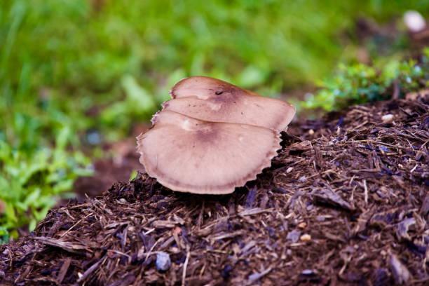 Medicinal Mushroom Extract Market