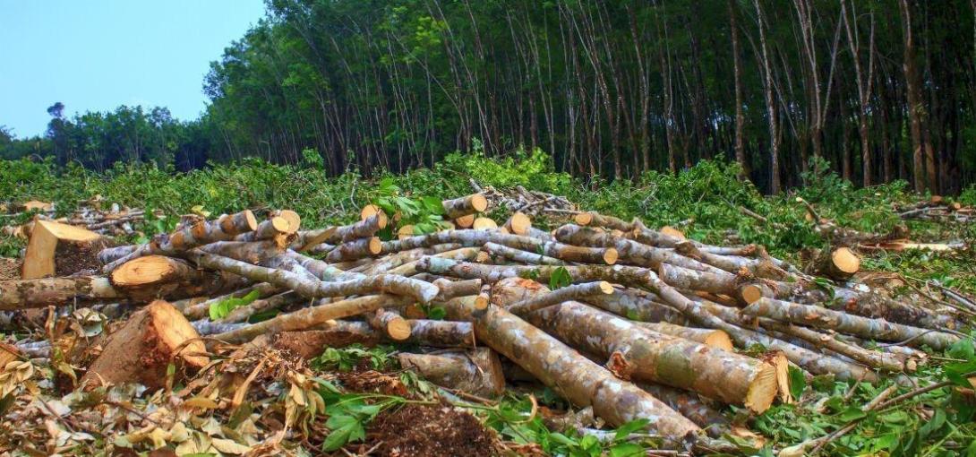 Sam's Tree Services North Shore