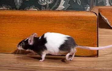 rodent control hunter valley
