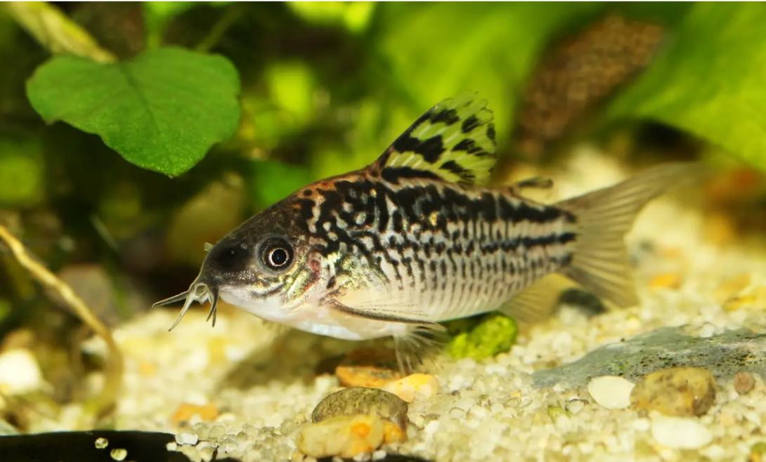 panda cory eggs