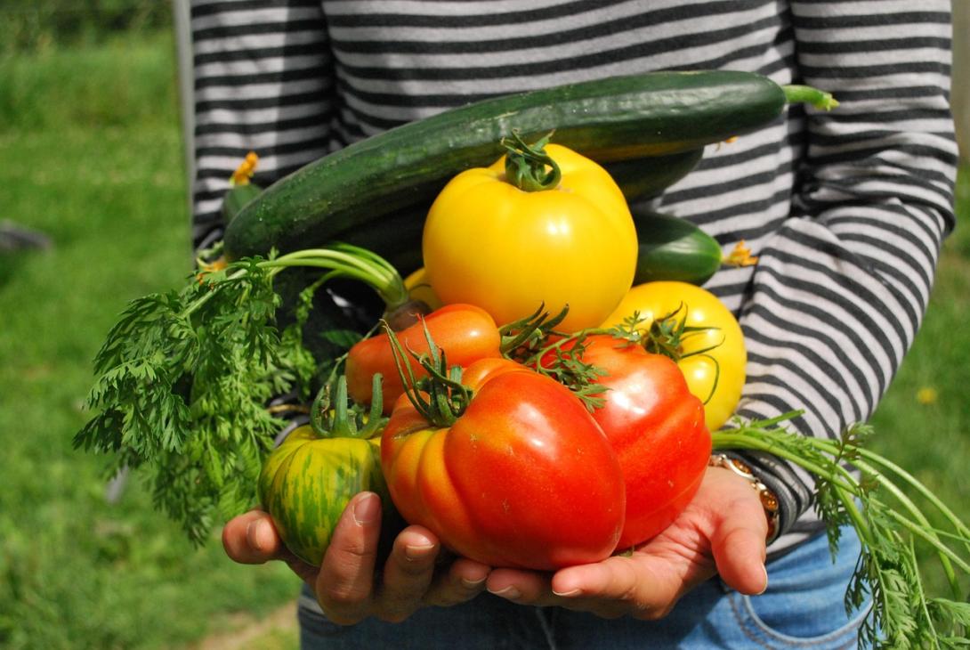 Gardening ideas and guidance for East Bay residents