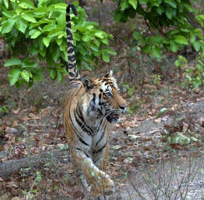 Safari booking Bandhavgarh