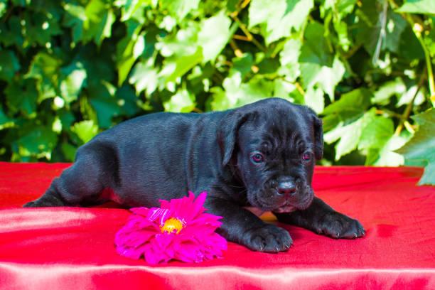  Discover if a Cane Corso puppy for sale is right for your family. Learn about their temperament, needs, and suitability in this detailed guide.