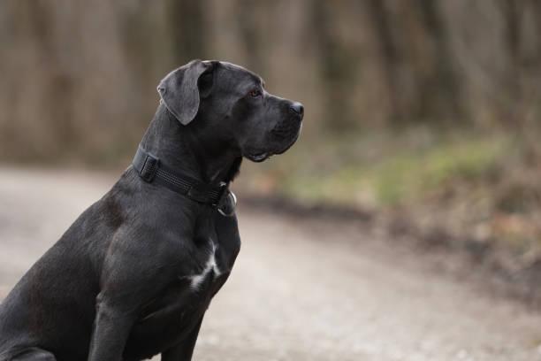 Learn effective ways to manage barking for a Cane Corso in an apartment. Discover training tips and strategies for a peaceful home.