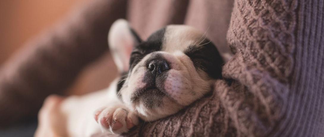 in home pet euthanasia atlanta
