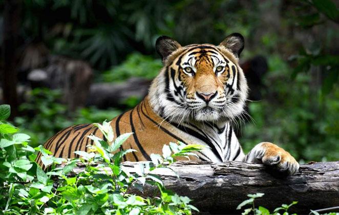 Tiger Safari Bandhavgarh