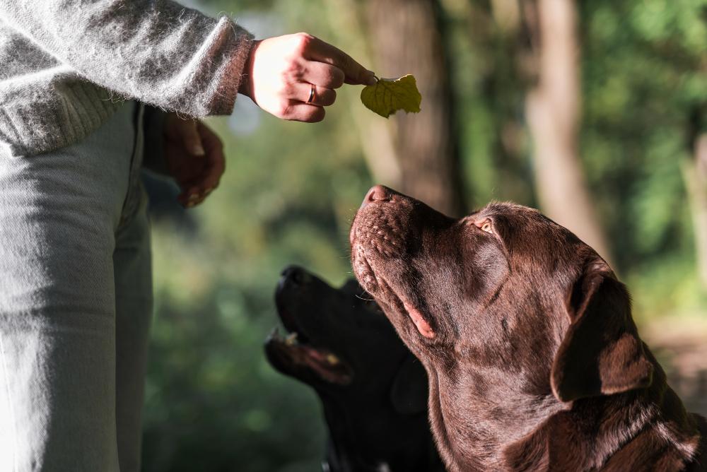  Germany Animal Supplement Market