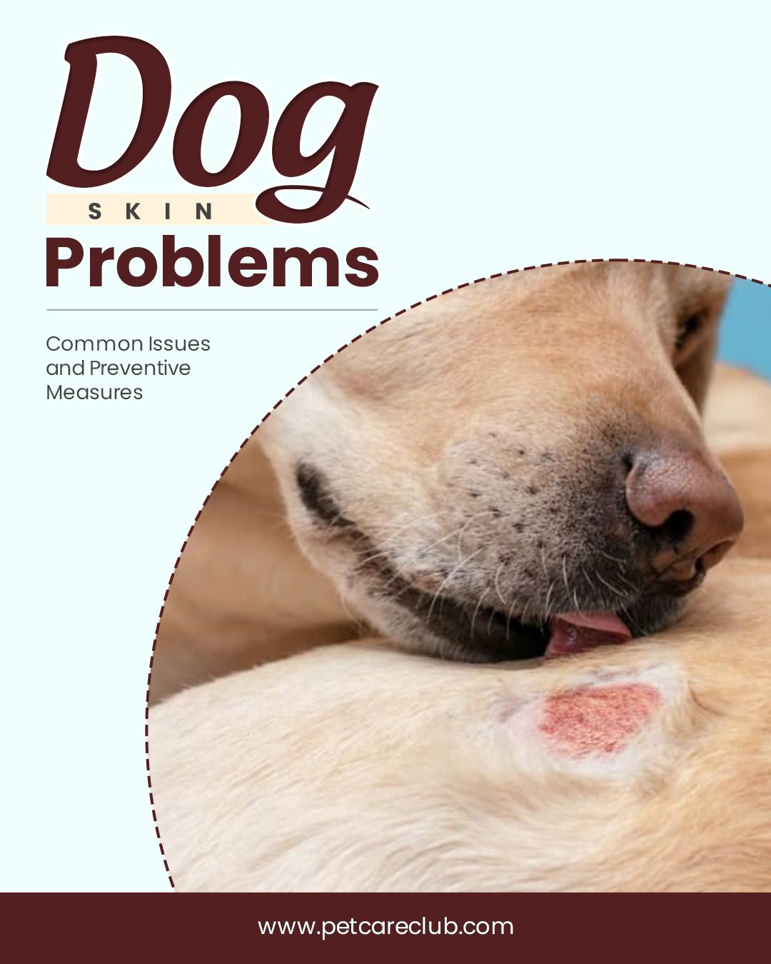 Dog Skin Problems: Common Issues and Preventive Measures