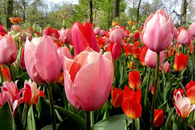 Pollinator Plants