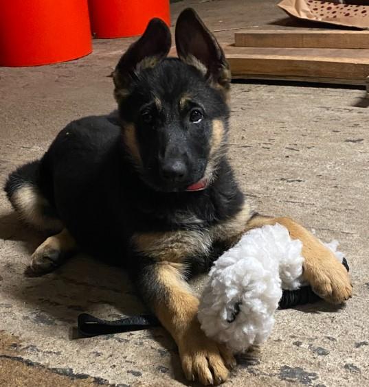 GSD Puppies with Health Screening