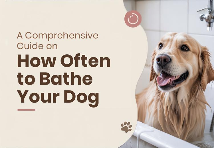 How Often Should You Bathe Your Dog? Simple Guide for Pet Parents