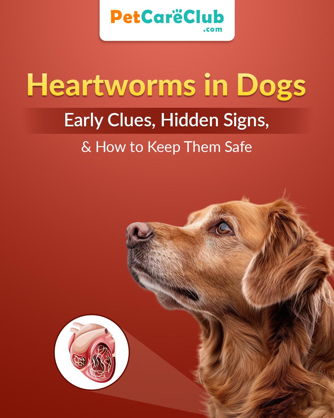Heartworms in Dogs: Early Signs, Symptoms & Prevention Tips