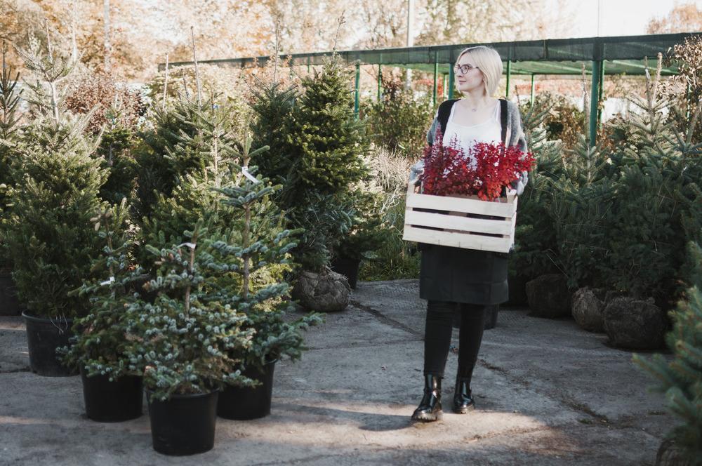 Locally Grown Christmas Trees